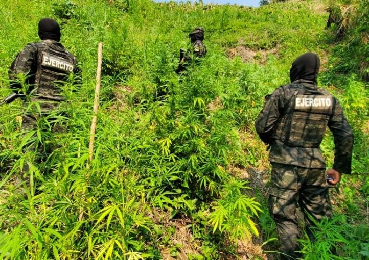 Fuerzas Armadas de Honduras desmantelan plantaciones de marihuana en Colón
